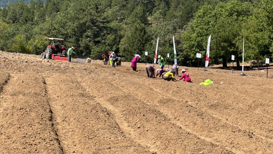 Ağustosta dikilip Ekimde toplanıyor: 80 bin çiçekten yarım kilo ürün elde ediliyor 8